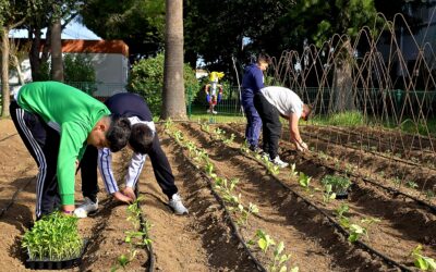 Verduras de verano